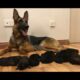 German shepherd Giving birth to 9 puppies -  (First Litter)