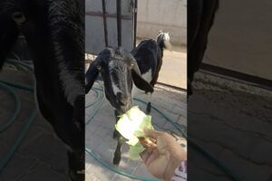 G.goats video ( A or B )Om-nom #cuteanimals #100k #funnyanimals #goats #bakri#wowyoutubeshorts #yt