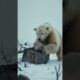 Girl rescues injured polar bear #animals  #helpanimals  #animalrescue  #animalcare  #animalscare