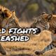 Greatest Fights In The Animals Kingdom!