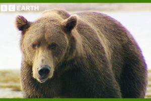 Grizzly Bear Bulking Season | Deep into the Wild | BBC Earth