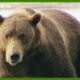 Grizzly Bear Bulking Season | Deep into the Wild | BBC Earth