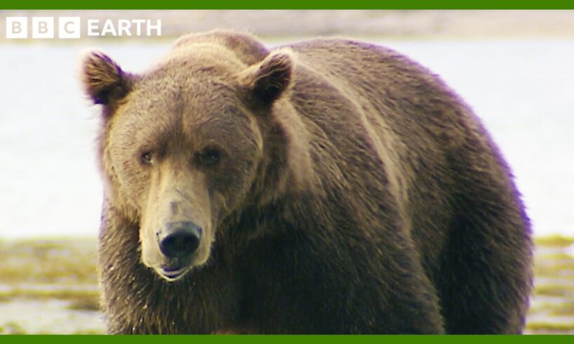 Grizzly Bear Bulking Season | Deep into the Wild | BBC Earth