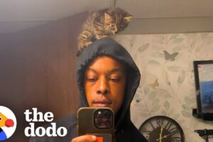 Guy Rescues A Tiny Kitten And Puts Her In His Rap Videos | The Dodo