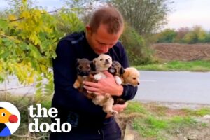 Guy Sees Puppies Dumped On Busy Highway | The Dodo