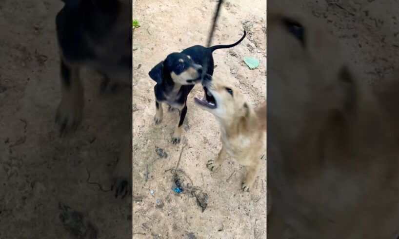 Happy Puppy playing #puppy #doglover #cute #animals #funny #doglove #dog #barking #love #shortvideo