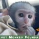 "Heartbreaking Moments: Pet  Baby Monkey with Nappy Rash & A wild Baby Monkey Cries for Lost Mom!"