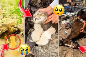 Heartwarming Animal Rescue compilation That Will Melt Your Heart ❤️ Part 2 | Animal Rescue stories🥺