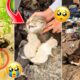 Heartwarming Animal Rescue compilation That Will Melt Your Heart ❤️ Part 2 | Animal Rescue stories🥺