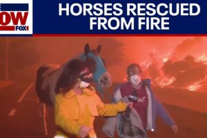 Horses rescued from Eaton fire in Southern California