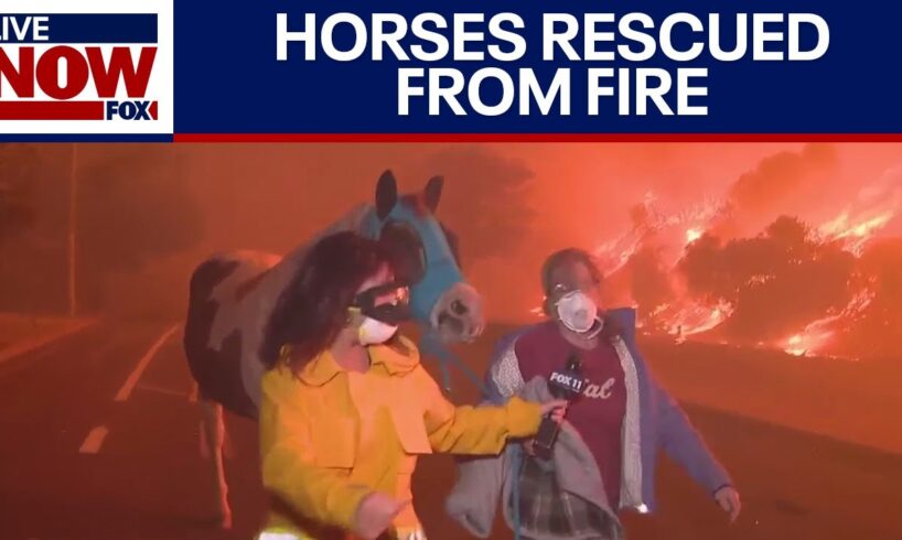 Horses rescued from Eaton fire in Southern California