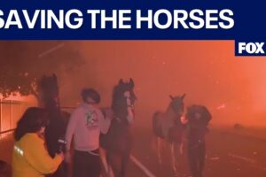 Horses rescued from massive California fires