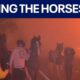 Horses rescued from massive California fires