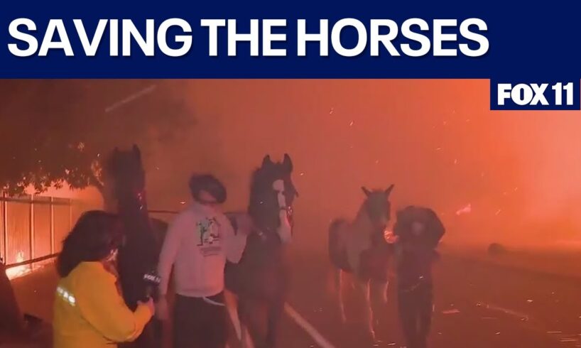 Horses rescued from massive California fires