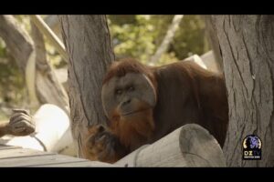 How Denver Zoo’s Orangutans Reacted to LIVE Music From the Colorado Symphony