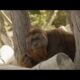 How Denver Zoo’s Orangutans Reacted to LIVE Music From the Colorado Symphony