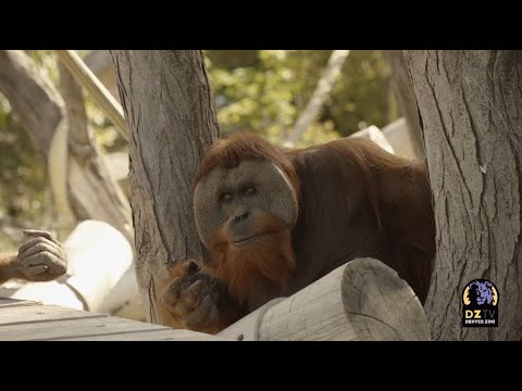 How Denver Zoo’s Orangutans Reacted to LIVE Music From the Colorado Symphony