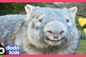 How To Catch A Wild Wombat! | Dodo Kids | Rescued!