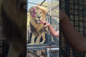 How to Unload LIONS #animals #fun #cat