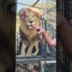 How to Unload LIONS #animals #fun #cat