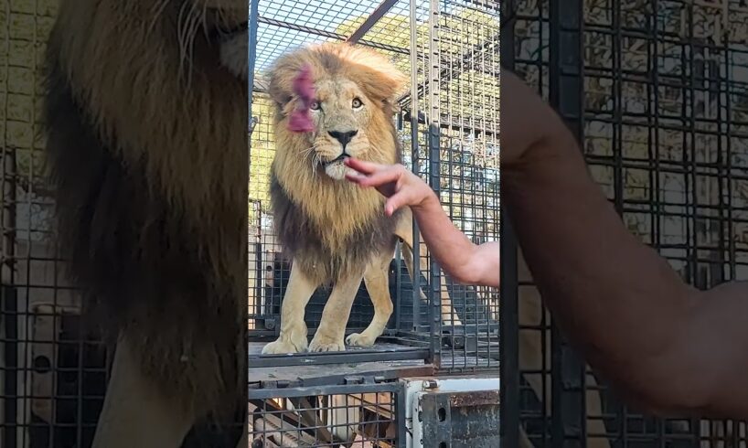 How to Unload LIONS #animals #fun #cat