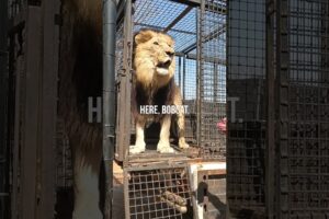 How to Unload LIONS #wildlife #animal #fun