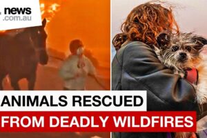 Hundreds of animals saved from deadly LA wildfires