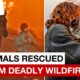 Hundreds of animals saved from deadly LA wildfires