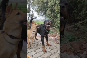 Hunter playing with jacob #dog #rottweiler #aggresive #animals #doberman #pitbull #dogfight #hunter