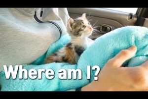 I Rescued a Kitten Abandoned by Her Mom and Brought my Home!