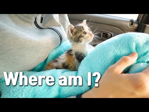 I Rescued a Kitten Abandoned by Her Mom and Brought my Home!