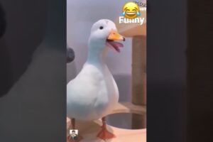 I try not to laugh the funny duck and donkey #shorts #funnyvideo #laugh #funny