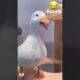 I try not to laugh the funny duck and donkey #shorts #funnyvideo #laugh #funny