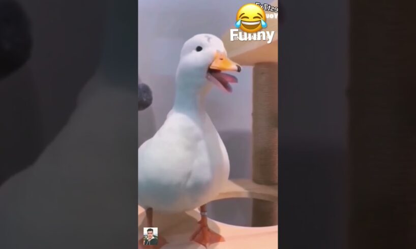 I try not to laugh the funny duck and donkey #shorts #funnyvideo #laugh #funny