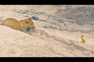 Innocent Baby Bird Walks up to Leopard - Crazy Ending