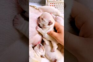 It's hilarious, cute puppies is nursing. #cute #frenchie #bulldog #frenchbulldog #frenchbulldoglover