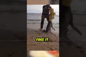 Jacket Traps Sea Lion! Brave Man Steps In for Epic Rescue 🐾🌊 @BradNolanz