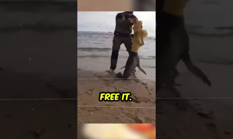 Jacket Traps Sea Lion! Brave Man Steps In for Epic Rescue 🐾🌊 @BradNolanz