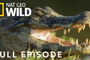 Jaguar vs. Croc | Full Episode