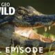 Jaguar vs. Croc | Full Episode