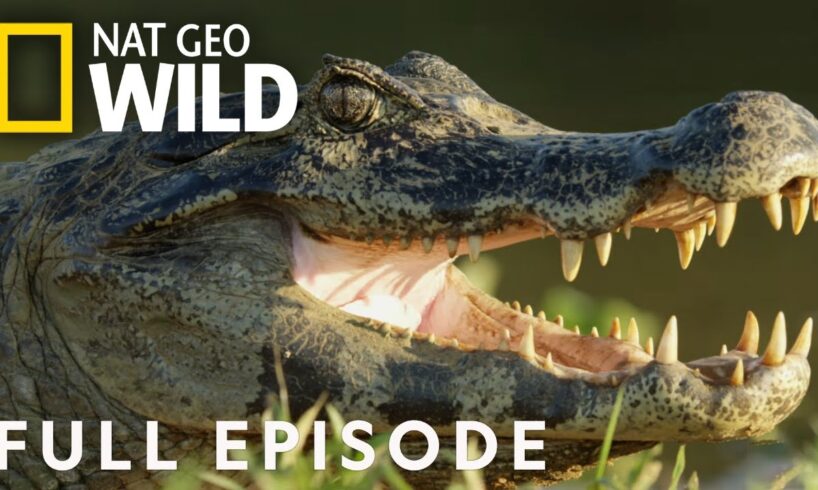 Jaguar vs. Croc | Full Episode