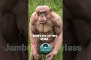 Jambo the hairless chimp #shorts #HairlessChimp