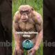 Jambo the hairless chimp #shorts #HairlessChimp