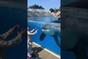 Killer whale up close tour with Keet Orca - Seaworld San Diego