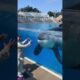 Killer whale up close tour with Keet Orca - Seaworld San Diego