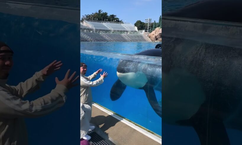 Killer whale up close tour with Keet Orca - Seaworld San Diego