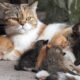 Kittens playing with farm animals: Dogs, rabbits, chickens, ducks, cows - Cat sounds