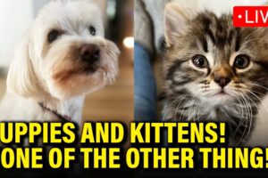 LIVE: PUPPY AND KITTEN INAUGURATION