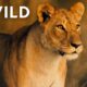 🔴 LIVE: Wild Animals and the Fight for Survival | Savage Kingdom | S1 FULL EPISODES | Nat Geo