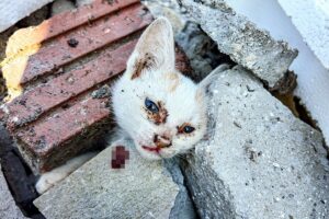 LTT Animal || Emergency Trapped Under Concrete: 3 Kittens' Miraculous Survival